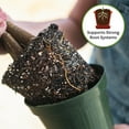 thumbnail image 4 of Money Tree Potting Soil 2qt. Unique Plant Mix for Indoor Trees, 4 of 6