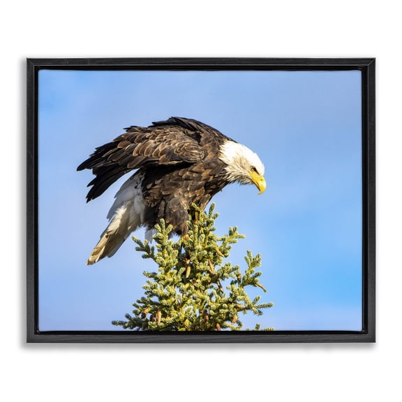 Stupell Industries Farmhouse Perched Eagle Photography Black Floating Frame Canvas Art, 21 x 17, by Daniel Sproul