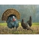 thumbnail image 1 of Diamond Painting (DE6641) 5D DIY Círculo completo Campo Animales E663 30x40cm FLhrweasw Nuevo, 1 of 1