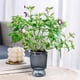 thumbnail image 5 of Jarrón hidropónico con maceta transparente autorregante | Jardinera de vidrio plástico imitado 5.12x3.94" | Riego automático, decoración para el salón, bambú de la suerte, arreglo de rosas, 5 of 6