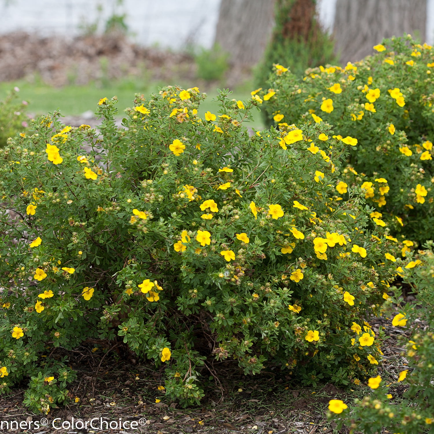 Proven Winners ColorChoice 5" Happy Face Yellow Potentilla Live Plant in 4.5" Pot (4 Count)