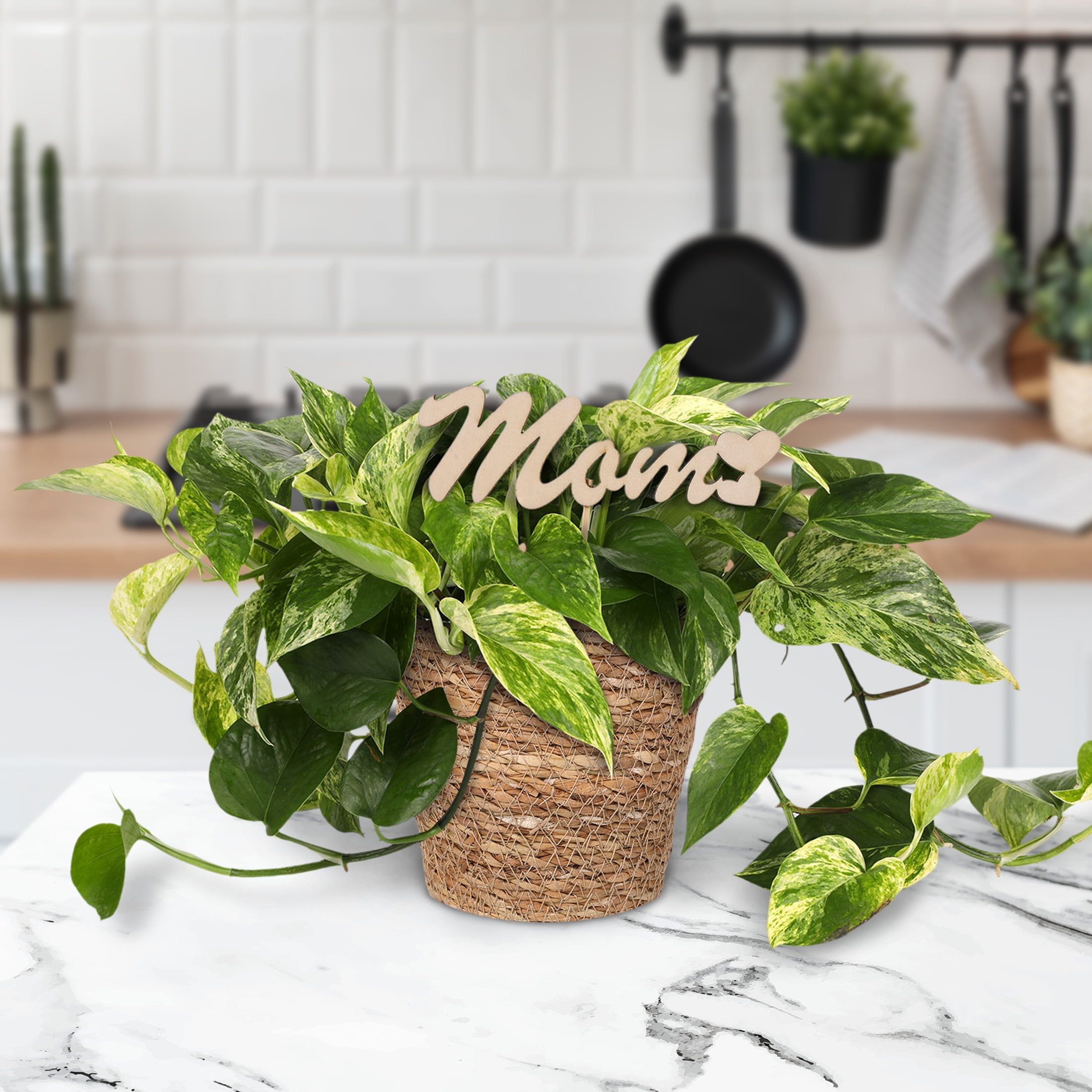 Live 5in Pothos in Seagrass Pot with 'Mom' Pick - Perfect Gift