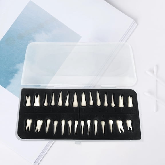 28 PCS Dental Model Teeth, Numbered Realistic Resin Teeth with Portable Box for Dental Training, Education & Anatomy Study