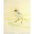 thumbnail image 2 of Edward Julius Detmold 15x18 Black Ornate Wood Framed Double Matted Museum Art Print Titled - The Redshank (1912), 2 of 5