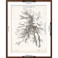 thumbnail image 5 of Art.com Beech Tree Study Art Print, Brown Frame Wall Art, 23" x 29", 5 of 5