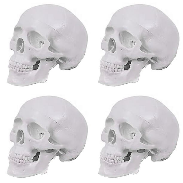 4X Mini Modelo de Cráneo Humano, Modelo de Cráneo Anatómico de 3 Partes con Tapa de Cráneo Extraíble y Mandíbula Articulada