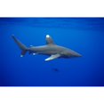 thumbnail image 2 of Hawaii, Oceanic Whitetip Shark (Carcharhinus Longimanus) Side View C2044 Poster Print (38 x 24), 2 of 4