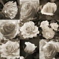 thumbnail image 2 of Semenza, Marlana 20x20 White Modern Wood Framed Museum Art Print Titled - Rose Collection, 2 of 4