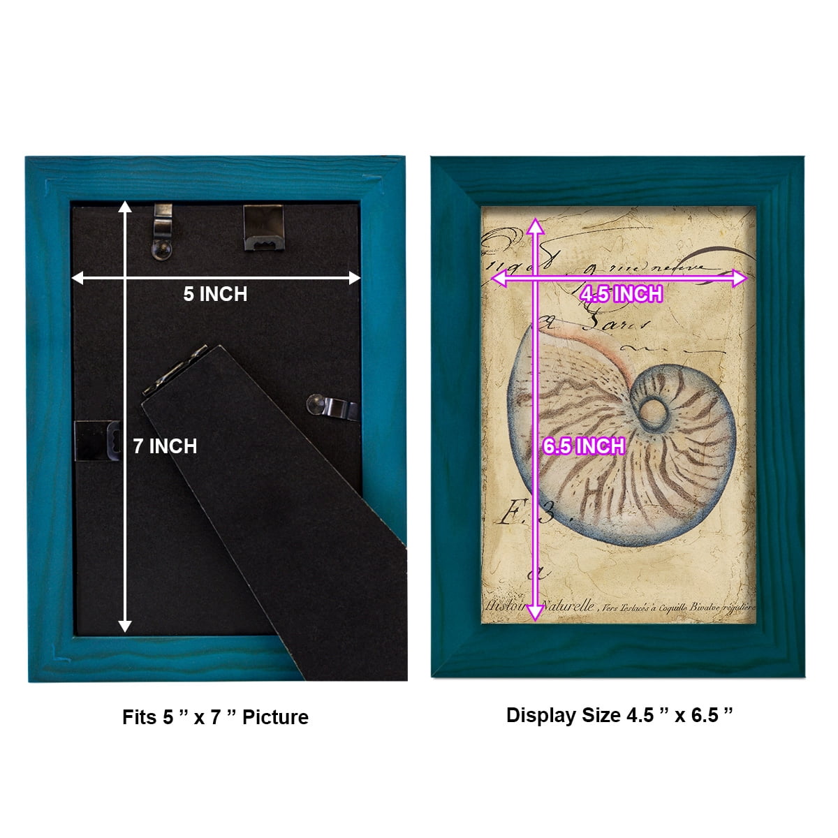 Seashell Ephemera II - Framed Print w/glass - Ocean Blue