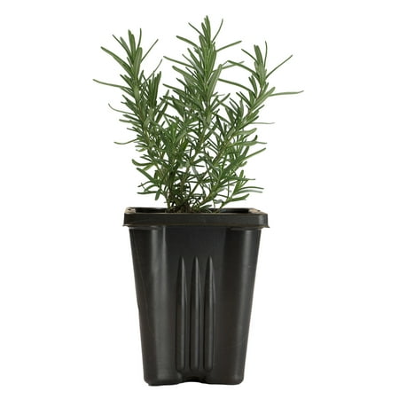 Expert Gardener 1PT Rosemary Plant, Full Sun