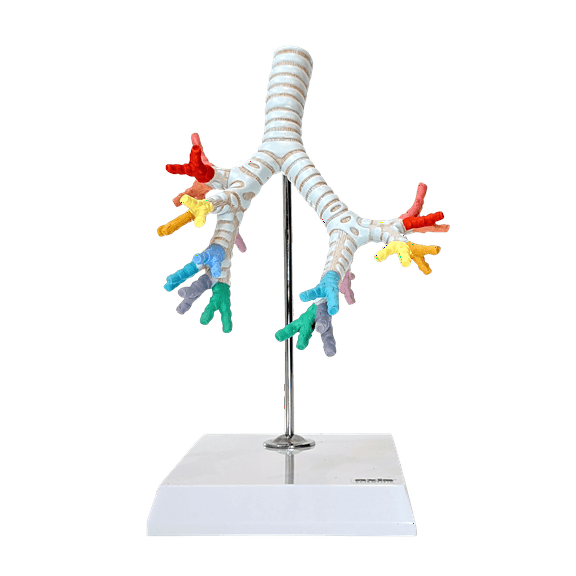 Axis Scientific Trachea and Bronchi Model - Scientific anatomy model, mini figure, Human anatomy system miniature, demonstration skill, learning school demonstration, educational model