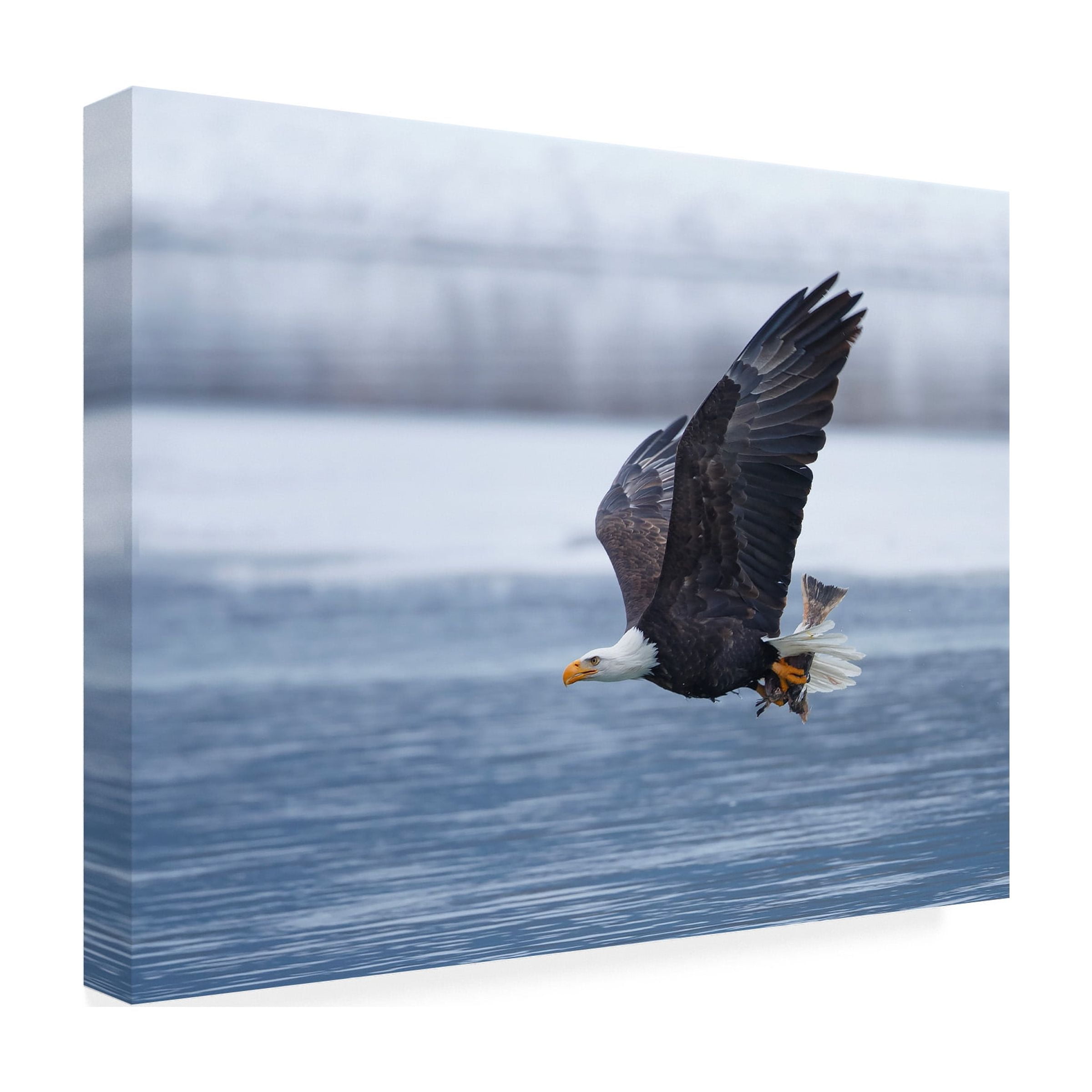 Shlomo Waldmann 'Bald Eagle' Canvas Art