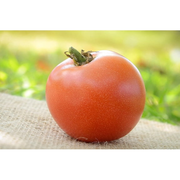 Moskvich Russian Heirloom Tomato Premium Seeds Packet