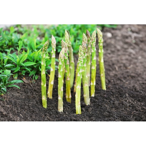 100 MARY WASHINGTON ASPARAGUS Officinalis Perennial Vegetable Seeds