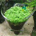 thumbnail image 2 of Acuario Agua Acuática Hierba Decoración Pecera Planta Semillas Mini Hojas Dobles (grande), 2 of 3