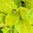 QAUZUY GARDEN 500 Rare OIF8 Coleus Seeds Brighten Color Shade Loving