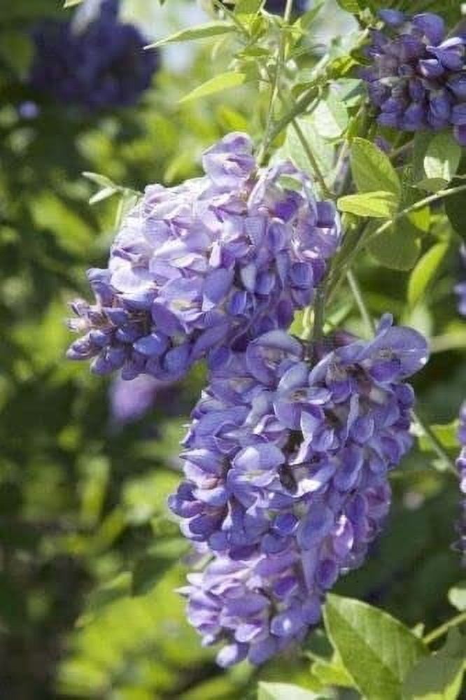 Amethyst Falls Wisteria Frutescens Vine  3 Live Plants  Beautiful Drought Tolerant Fragrant Purple Flowering Vine