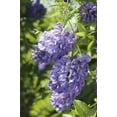 thumbnail image 4 of Amethyst Falls Wisteria Frutescens Vine  40 Live Plants  Beautiful Drought Tolerant Fragrant Purple Flowering Vine, 4 of 9