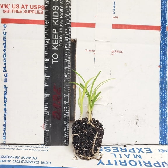 Agapanthus Africans Blue – live starter plants less than 12 inches tall