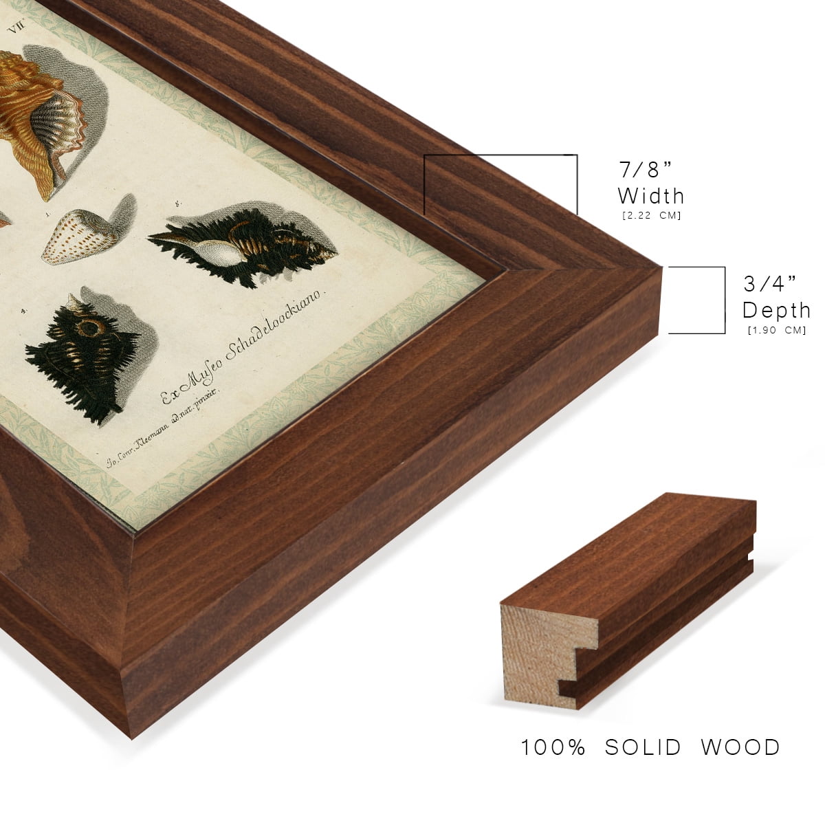 Bookplate Shells I - Framed Print w/glass - Chestnut