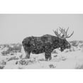 thumbnail image 2 of The Yellowstone Collection 14x11 Black Modern Framed Museum Art Print Titled - Snowy Elk, 2 of 4