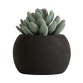 thumbnail image 1 of DesignOvation 4"H Tabletop Artificial Succulent in Black Textured Cement Pot, 1 of 8