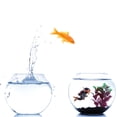 thumbnail image 3 of TRKIYQC Colgante Flotante de Buzo de Dibujos Animados, Decoraciones para Tanques de Peces de Acuario Tanque de Peces Lindo Decoración del hogar Accesorios para Mascotas 7 * 3 CM TRKIYQC casual, 3 of 8