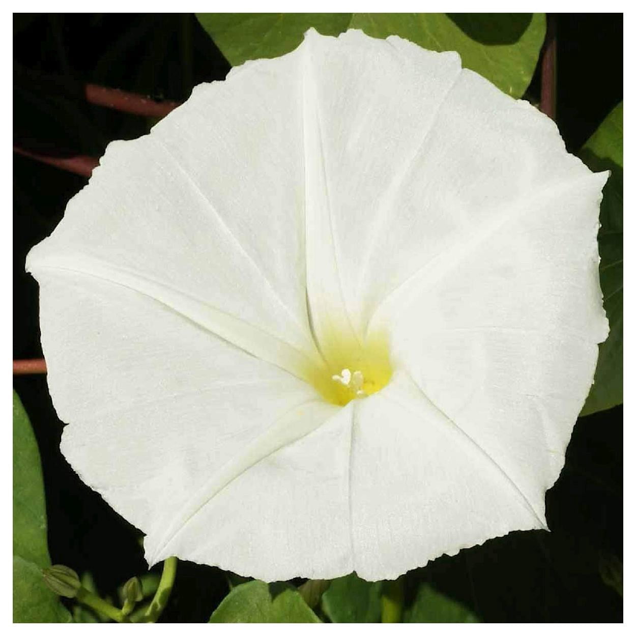 Everwilde Farms - 1 lb White Morning Glory Garden Flower Seeds - Gold Vault Bulk Seed Packet