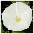 thumbnail image 4 of Everwilde Farms - 10 White Morning Glory Garden Flower Seeds - Gold Vault Jumbo Bulk Seed Packet, 4 of 5