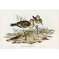 thumbnail image 2 of Gould, John 24x17 Gold Ornate Wood Framed with Double Matting Museum Art Print Titled - Black-tailed Godwit-Limosa Melanuroides, 2 of 4
