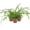 3 Plants, variant on Enchanting Spider Plant - 3 Live Starter Plants in 2 Inch Pots - Chlorophytum Comosum - Nature's Green Symphony for Your Home