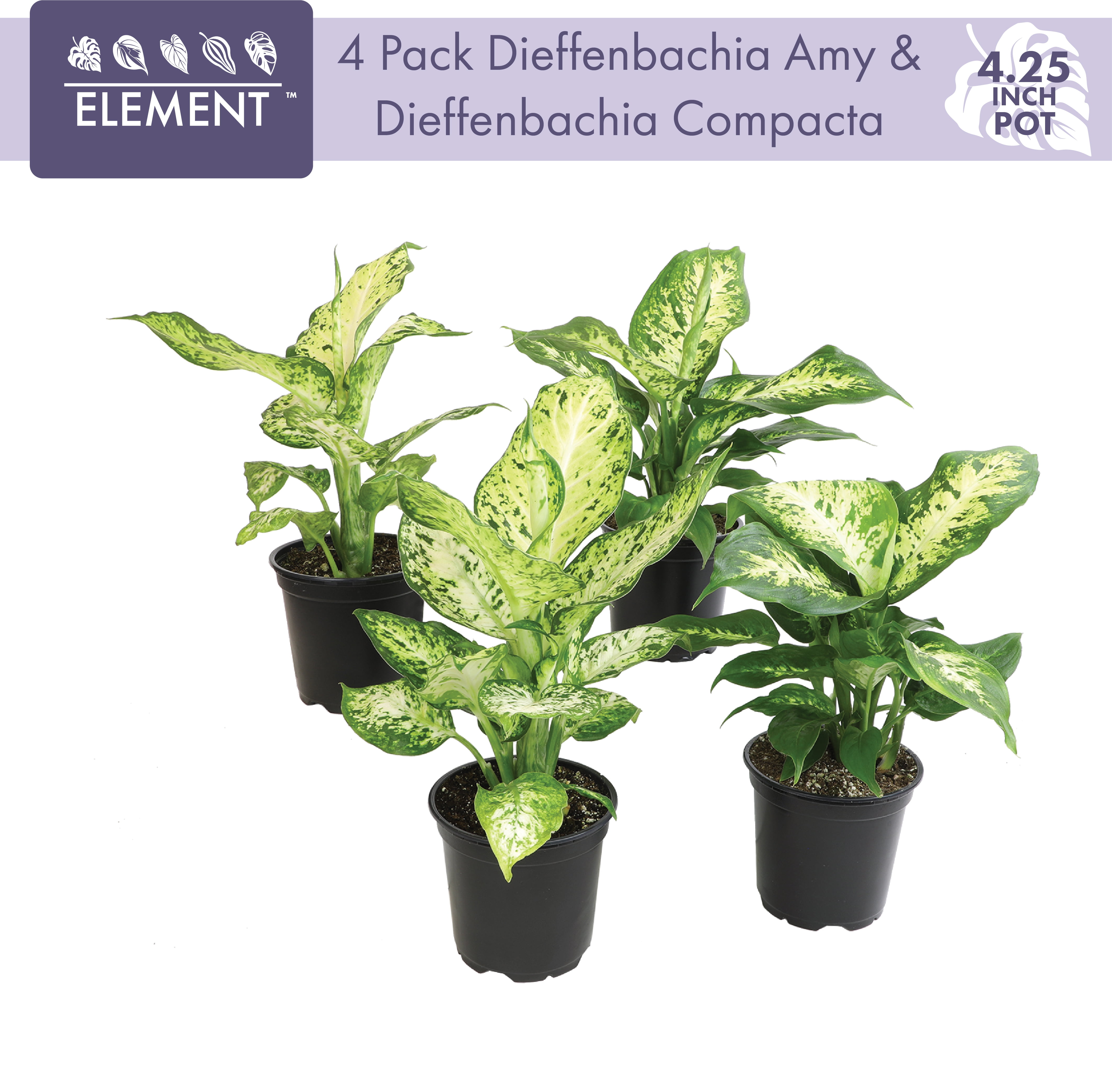 ELEMENT BY ALTMAN PLANTS 4 PACK OF 4.25" Dieffenbachia Live Plant, Dumb