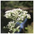 thumbnail image 2 of Everwilde Farms - 1 oz Tall Boneset Native Wildflower Seeds - Gold Vault Bulk Seed Packet, 2 of 3