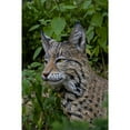 thumbnail image 3 of Hi Line 12 in Sitting Bobcat Garden Statue, Driftwood Composition, Intricate Detail, 3 of 7