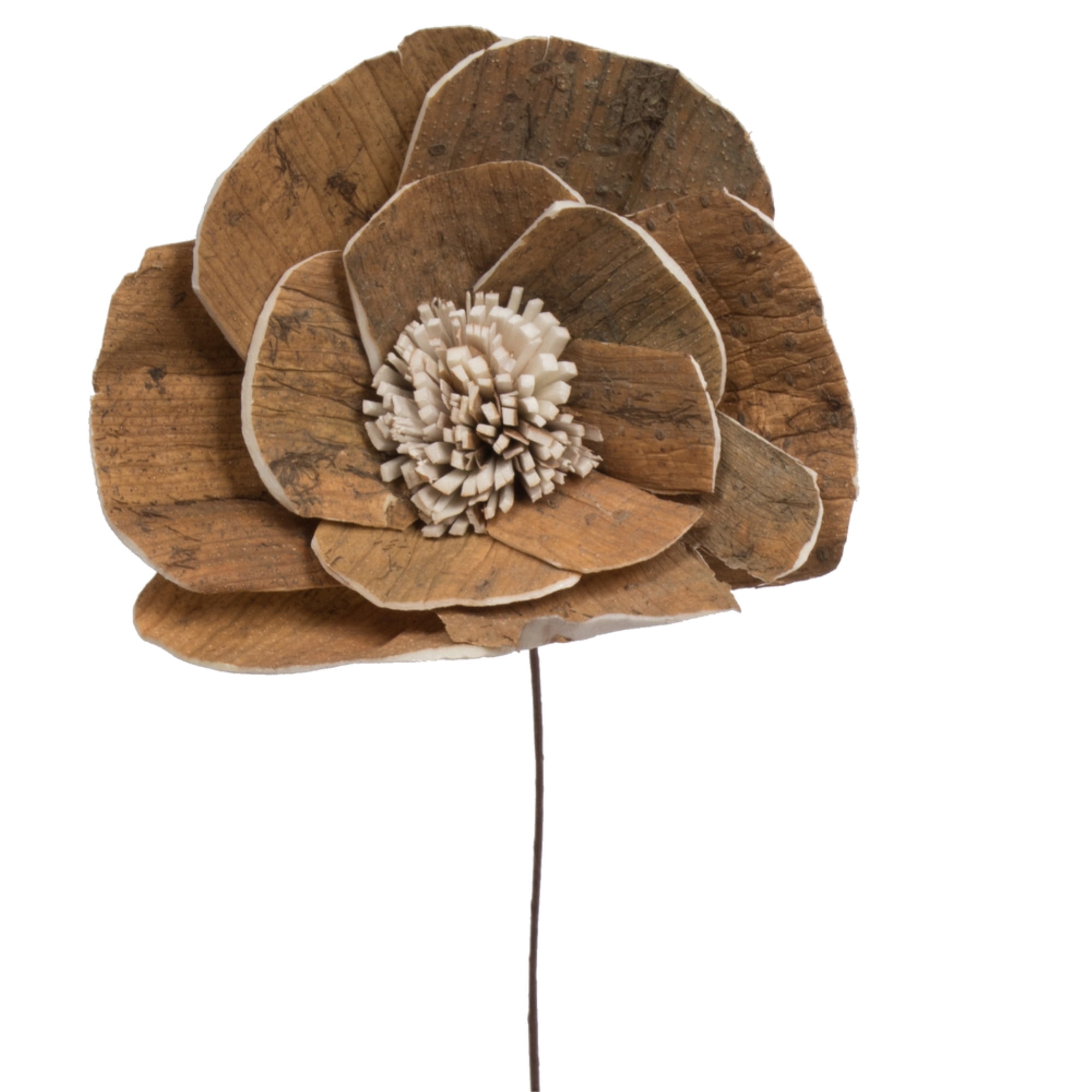 Vickerman 686287 - 4" Walnut Sola Flower on 12" Stem 12/bg (H7SFS016) Dried and Preserved Flowers