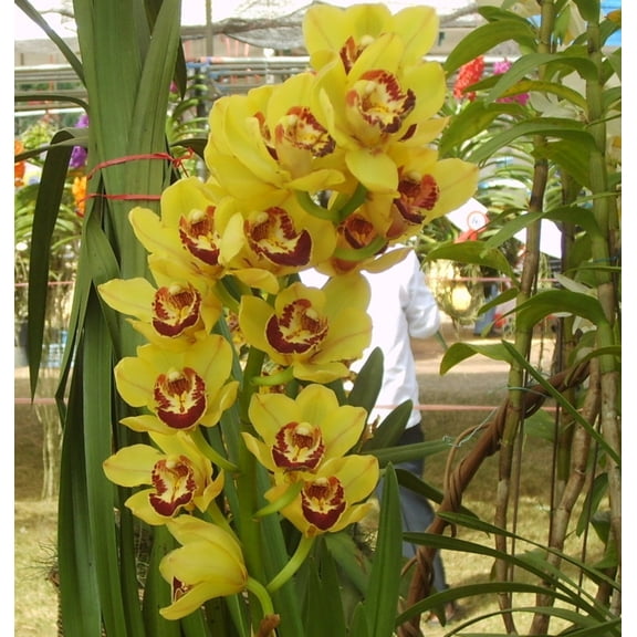 Cymbidium-Attractive Garden Stakes--Premium Garden Stakes -balcony garden decoration