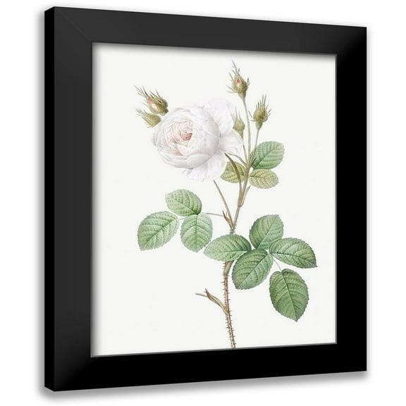 Redoute, Pierre Joseph 12x14 Black Modern Framed Museum Art Print Titled - White Moss Rose, Misty Roses with White Flowers, Rosa muscosa alba