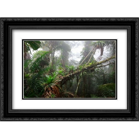 Bromeliad and tree fern at 1600 meters altitude in tropical rainforest, Sierra Nevada de Santa Marta 2x Matted 24x18 Black Ornate Framed Art Print by Ruoso, Cyril