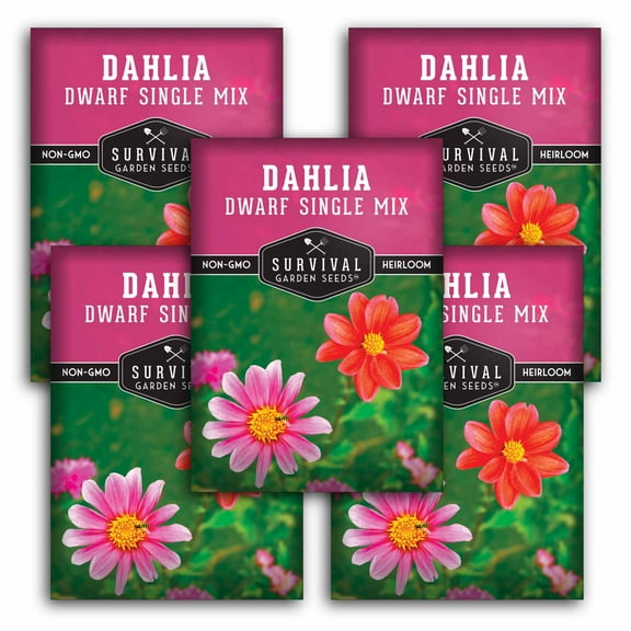 5 Packs Dahlia Seeds - Heirloom Full Sun Perennial Flower