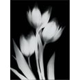 thumbnail image 2 of Art.com Tulip Tres BW Stretched Canvas Print Wall Art by Albert Koetsier, 18" x 24", 2 of 4