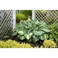 thumbnail image 6 of Proven Winners 0.65 Gallon Shadowland Hudson Bay (Hosta) Live Plant, Blue/Green Foliage, 6 of 7