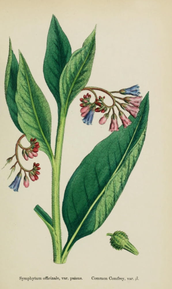 English Botany 1863