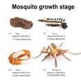thumbnail image 3 of Tholdsy 1 Juego de modelos de mosquitos, modelo creativo de animales pequeños, juguete educativo realista, juguete de insectos para la escuela y el Juguetes Educativos Tholdsy FN010058-00, 3 of 6