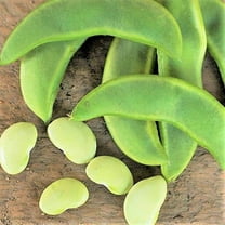 TomorrowSeeds - Henderson Lima Bean Seeds - 30  Count - For 2025 Planting Baby Butter Beans Heirloom
