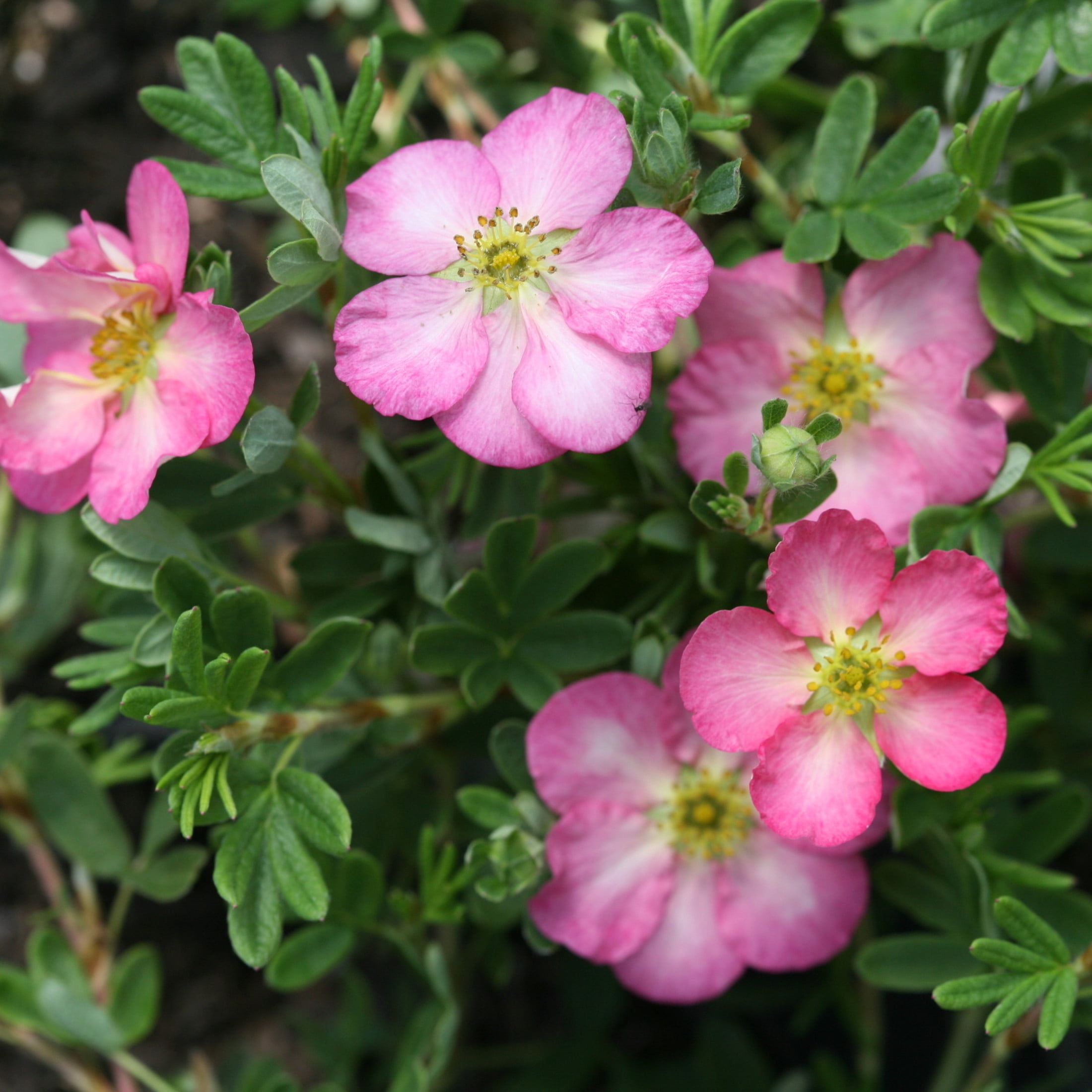 Proven Winners ColorChoice 5" Pink Happy Face Hearts Potentilla Live Plant in 4.5" Pot (4 Count)