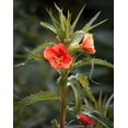thumbnail image 4 of 10 SUNSET BOULEVARD PRIMROSE Orange Evening Blvd Oenothera Versicol Flower Seeds, 4 of 5