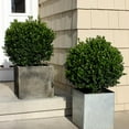thumbnail image 6 of Perfect Plants Sprinter Boxwood 3 Gallon, 6 of 9
