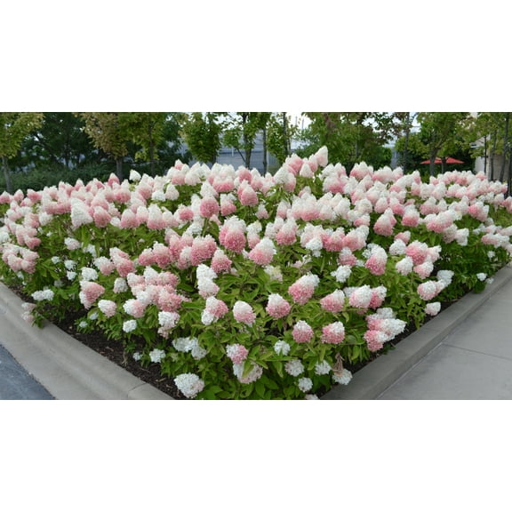 National Plant Network 2 gal. Hydrangea Strawberry Sundae Shrub with White and Pink Flowers