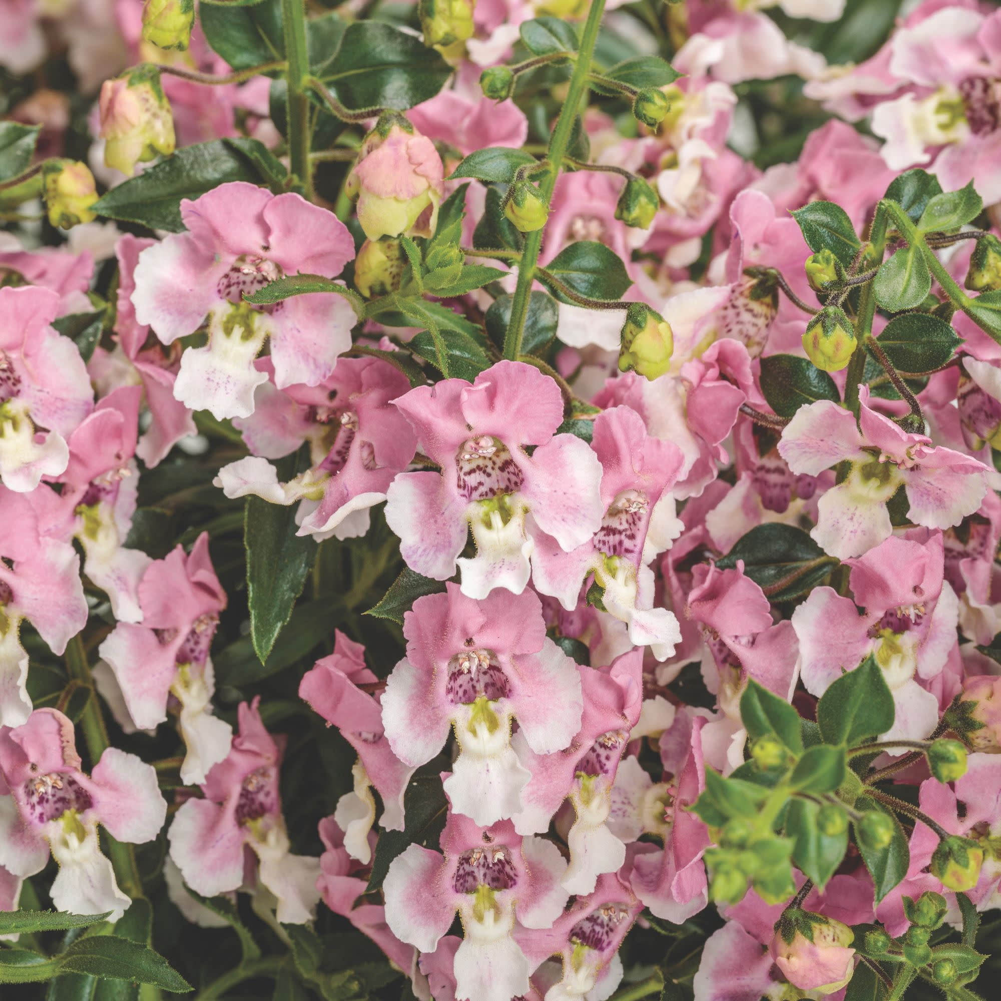 Proven Winners 4" Angelface Wedgewood Pink Summer Snapdragon Live Plant in 4.25" Pot (4 Count)