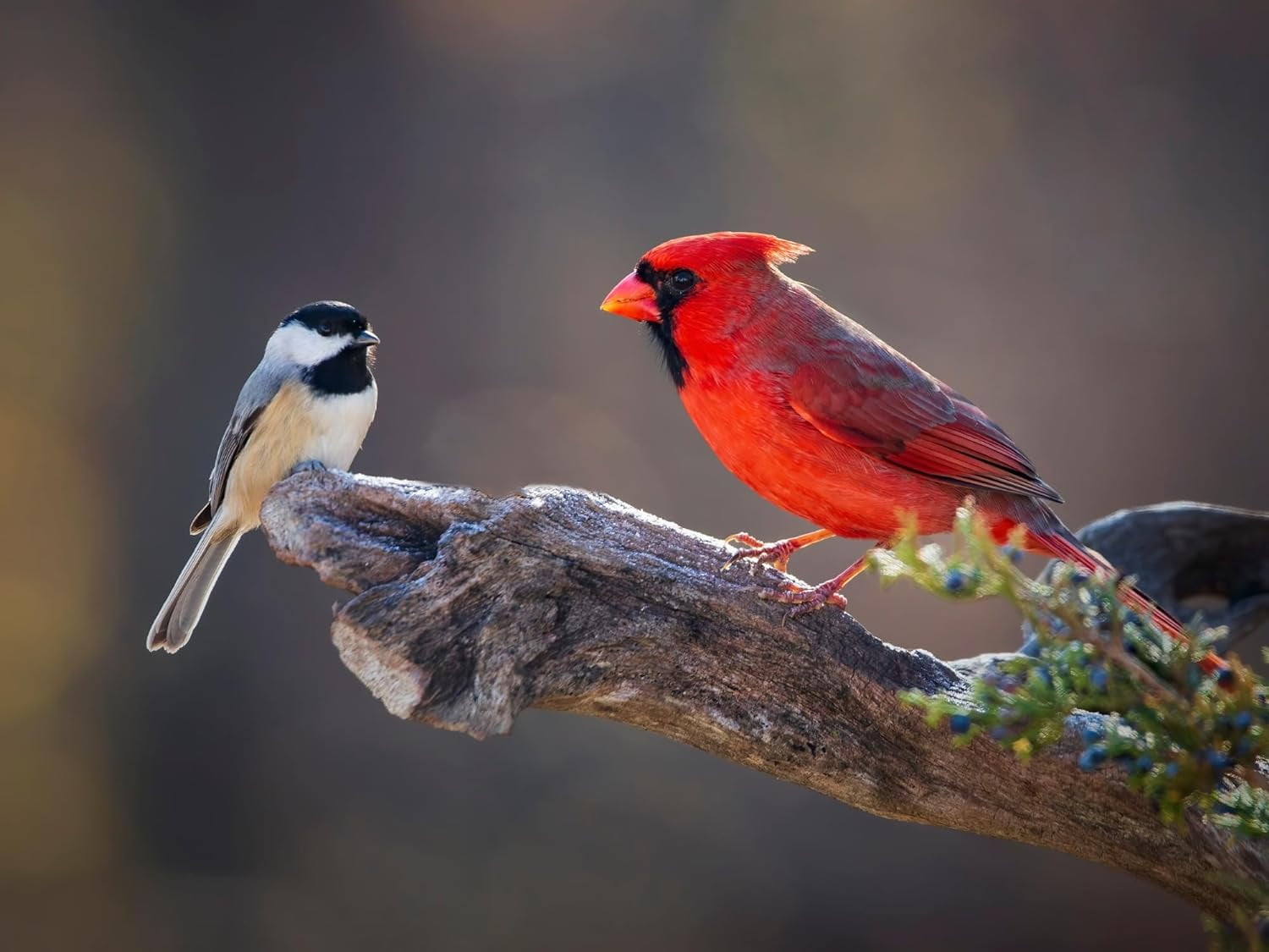 Evergreen Farm and Garden Bird Seed Cylinders - (4 Small Cylinders, Neat Beak)